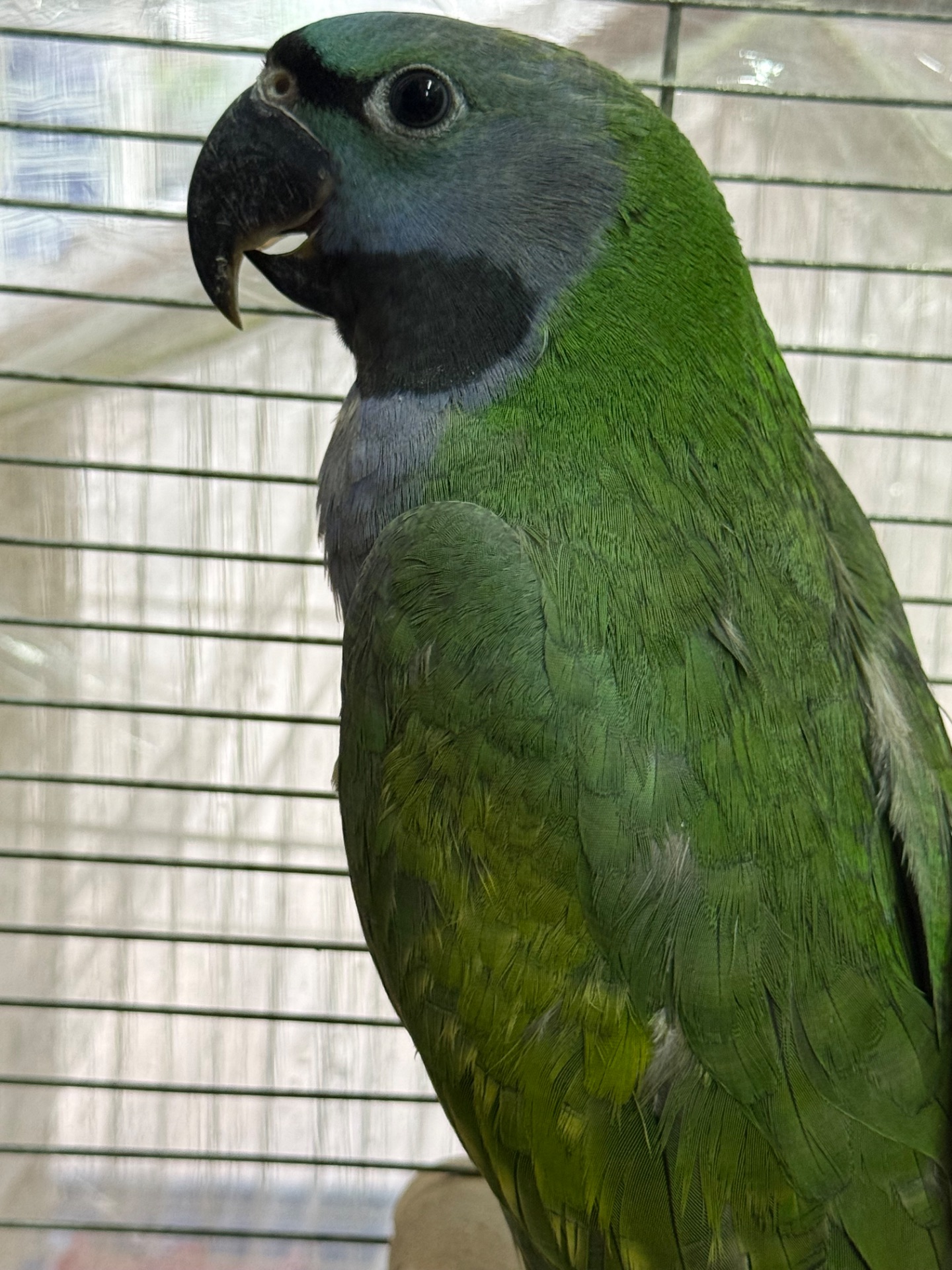 Говорящий намистовий папуга, розмовляє