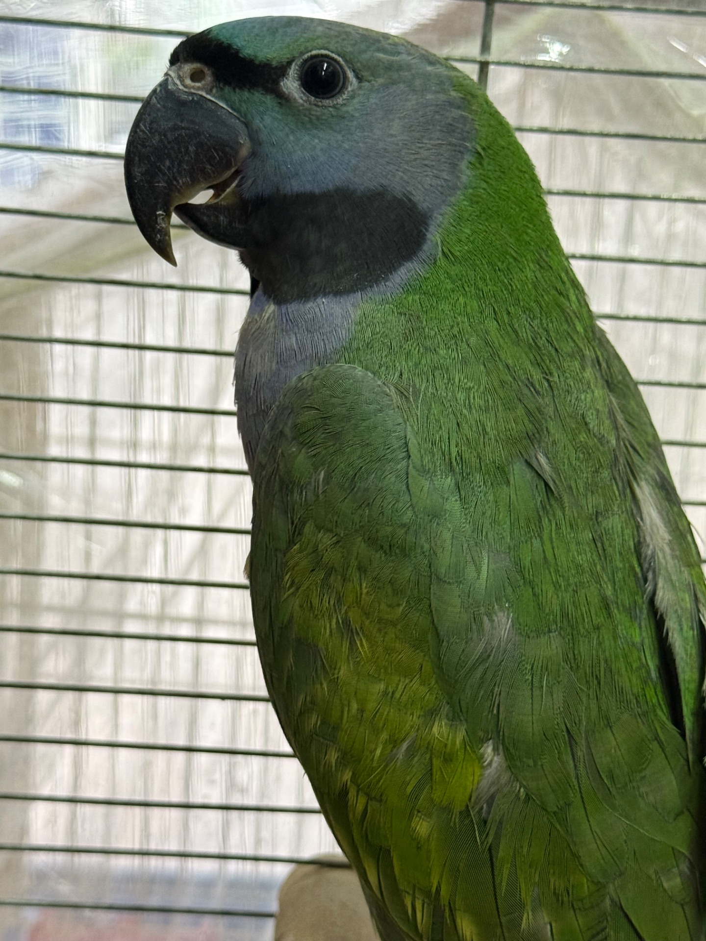 Говорящий намистовий папуга, розмовляє