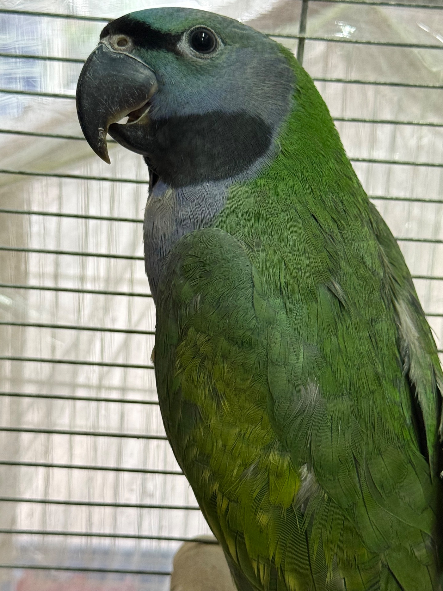 Говорящий намистовий папуга, розмовляє