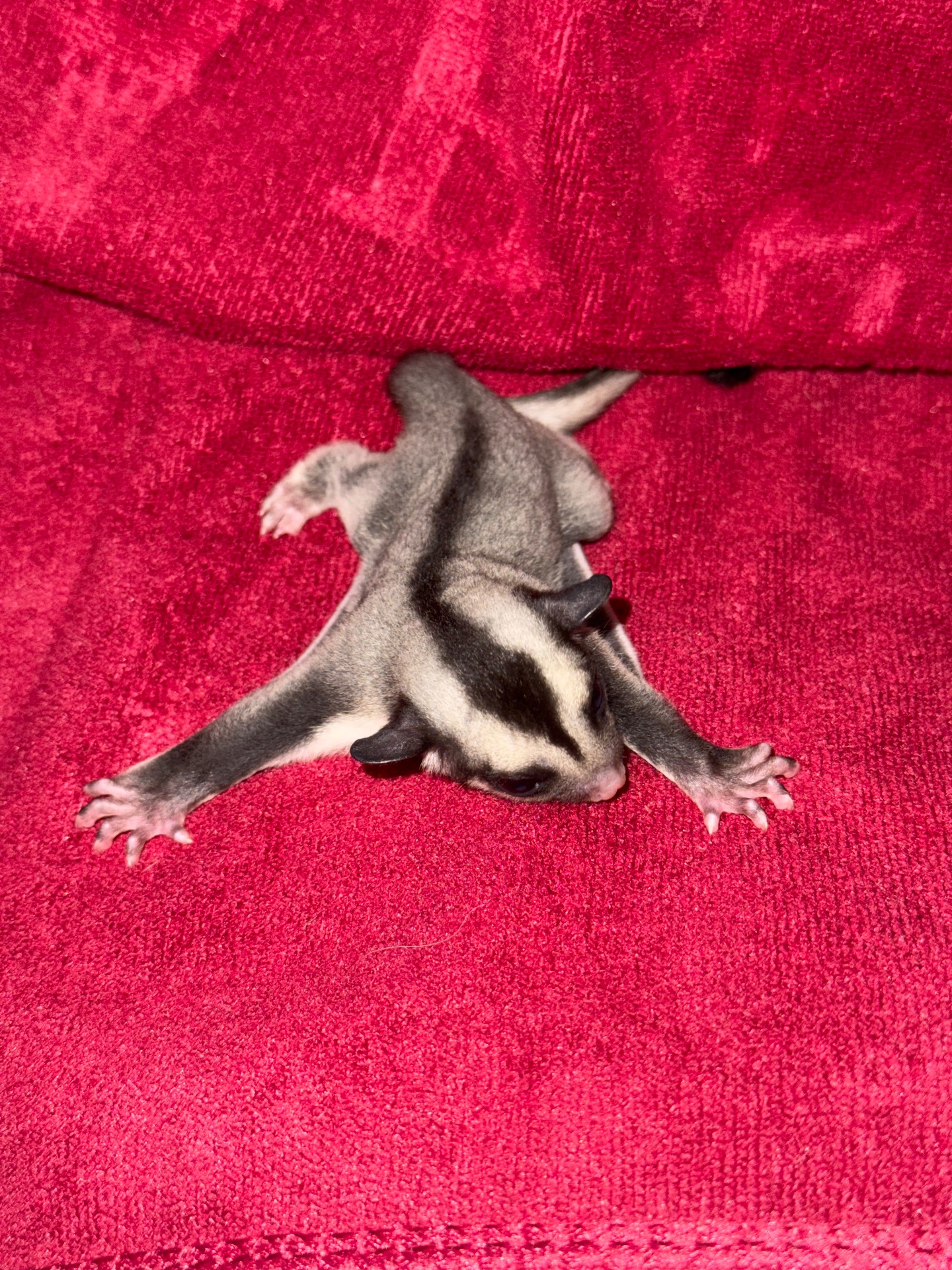 Сахарный поссум