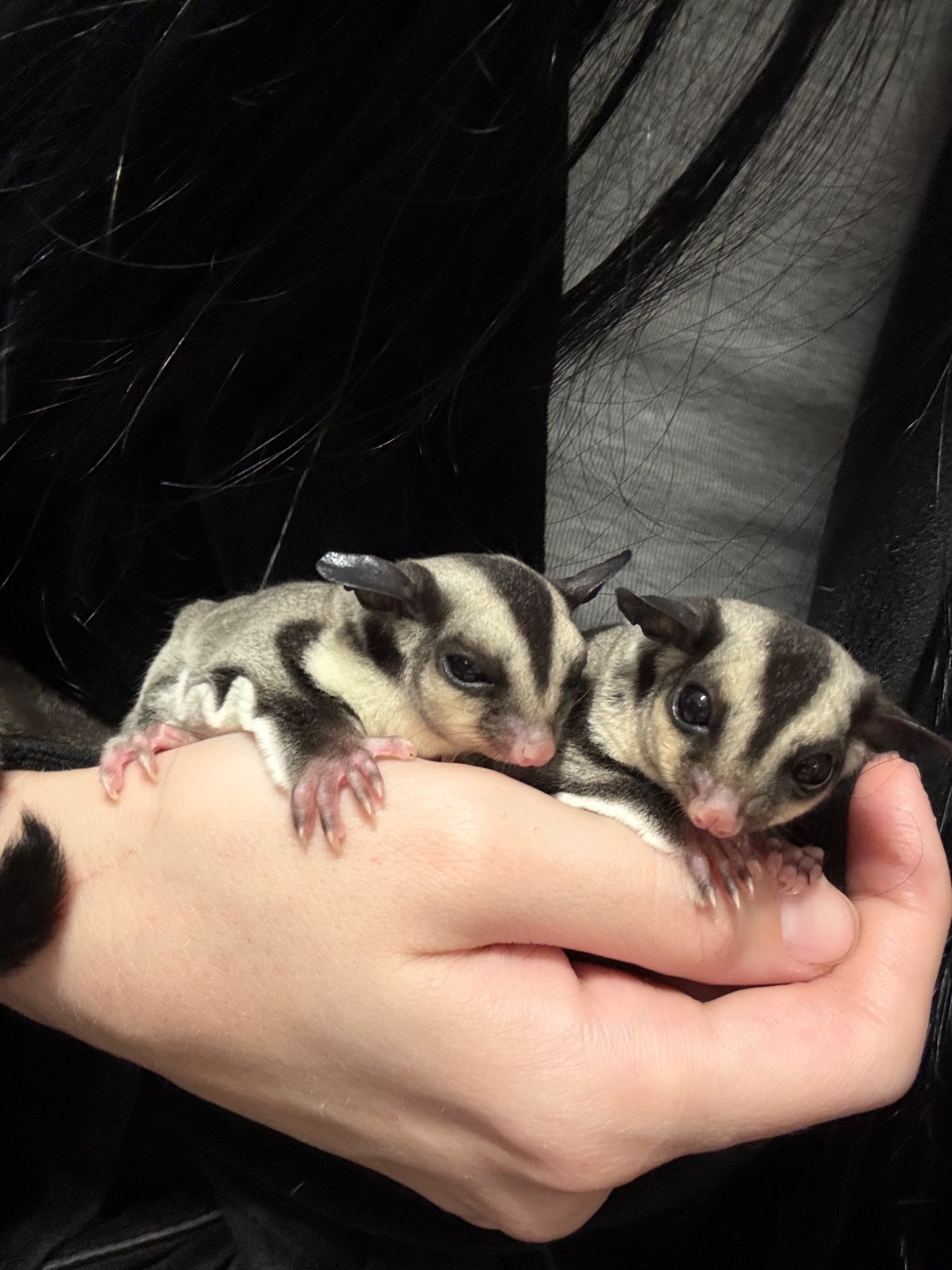 Сахарный поссум