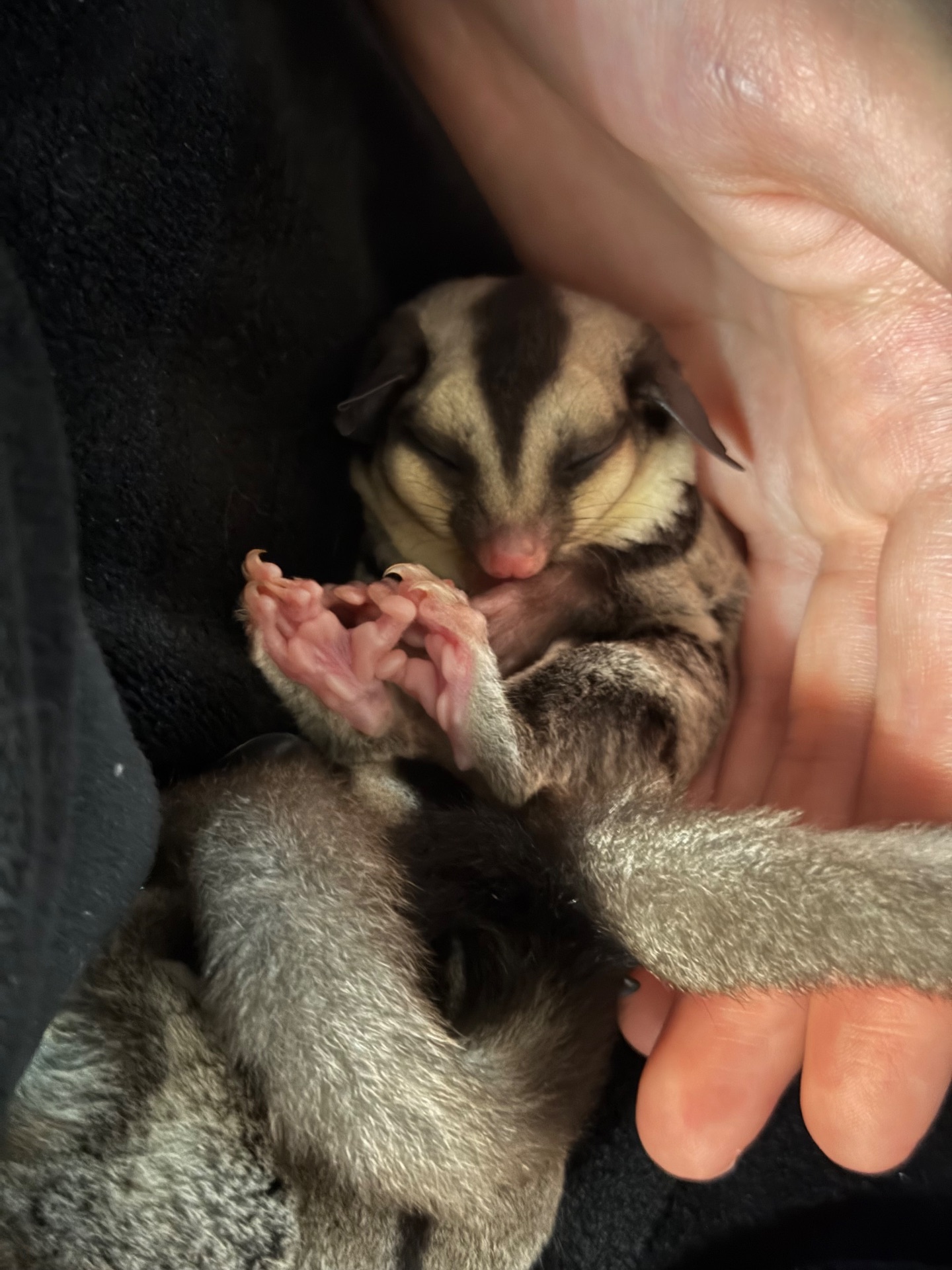 Сахарный поссум