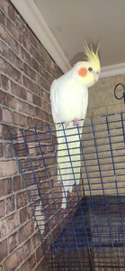 Мальки папуги Корелла, різного віку