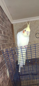 Мальки папуги Корелла, різного віку