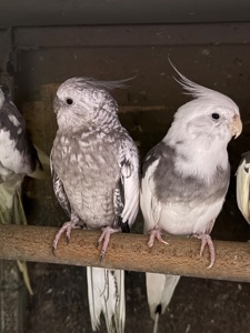 Корелла безщокі папуги