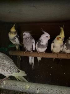 Корелла малюки різного віку