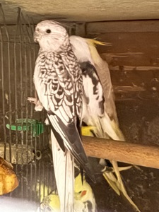 Корелла безщокі папуги