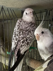 Гарні папуги Корелла з хохолком молоді