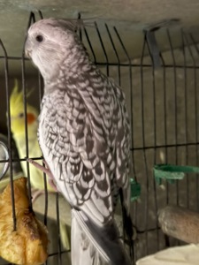 Гарні папуги Корелла з хохолком молоді