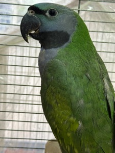 Говорящий намистовий папуга, розмовляє