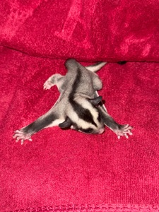 Сахарный поссум