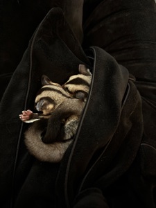 Сахарный поссум