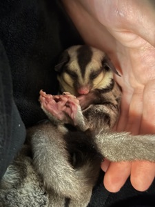 Сахарный поссум