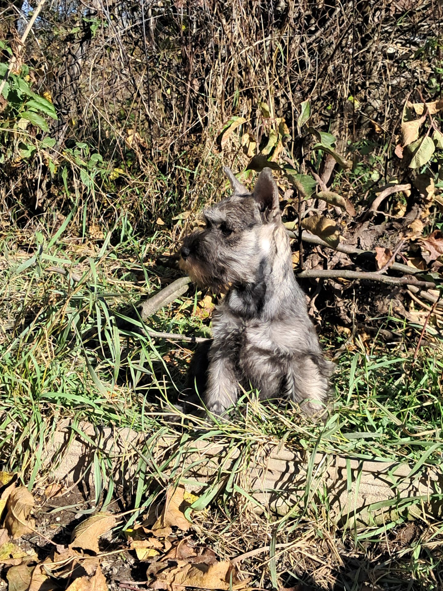 Цуценята цвергшнауцера
