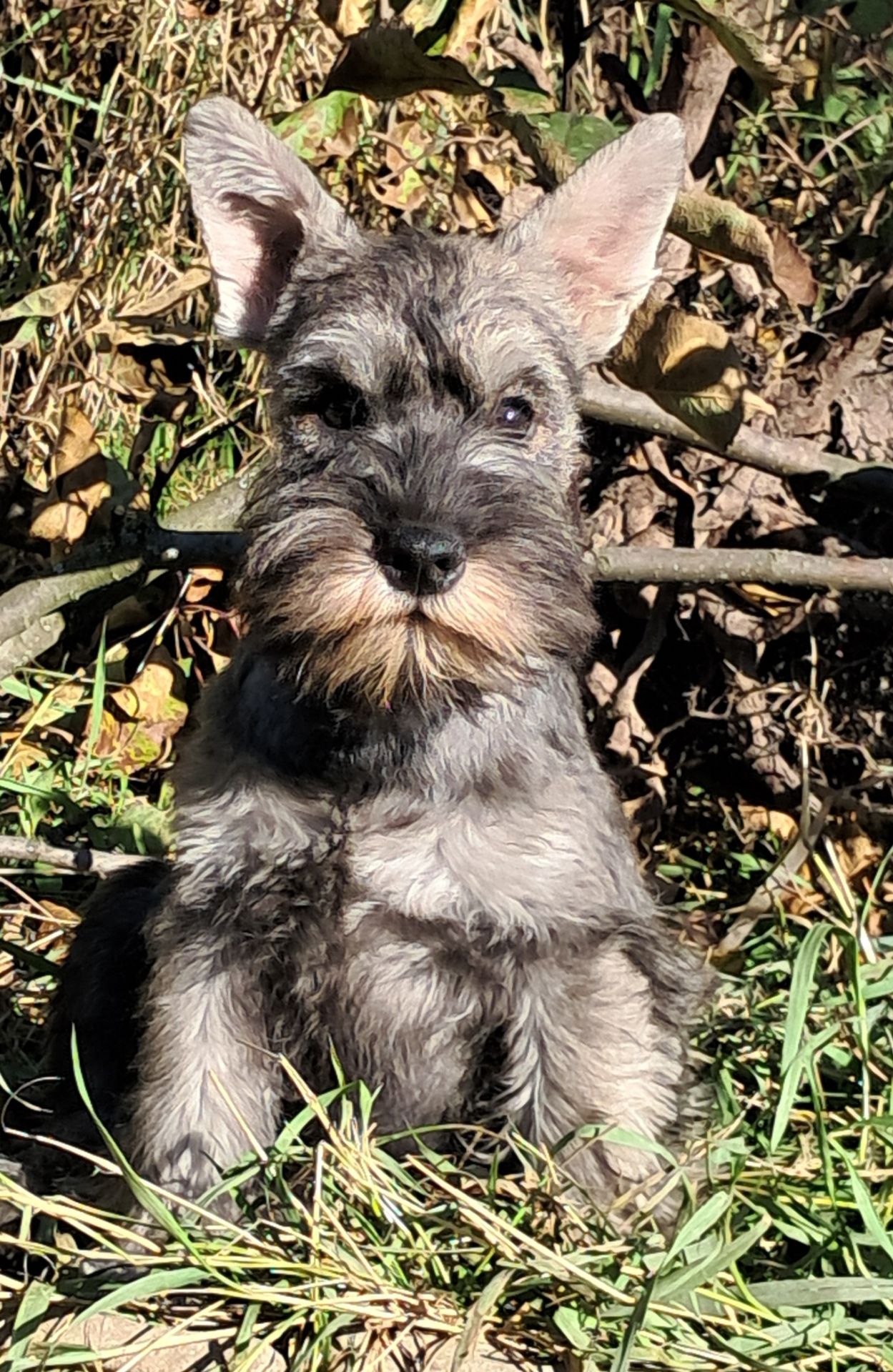 Цуценята цвергшнауцера