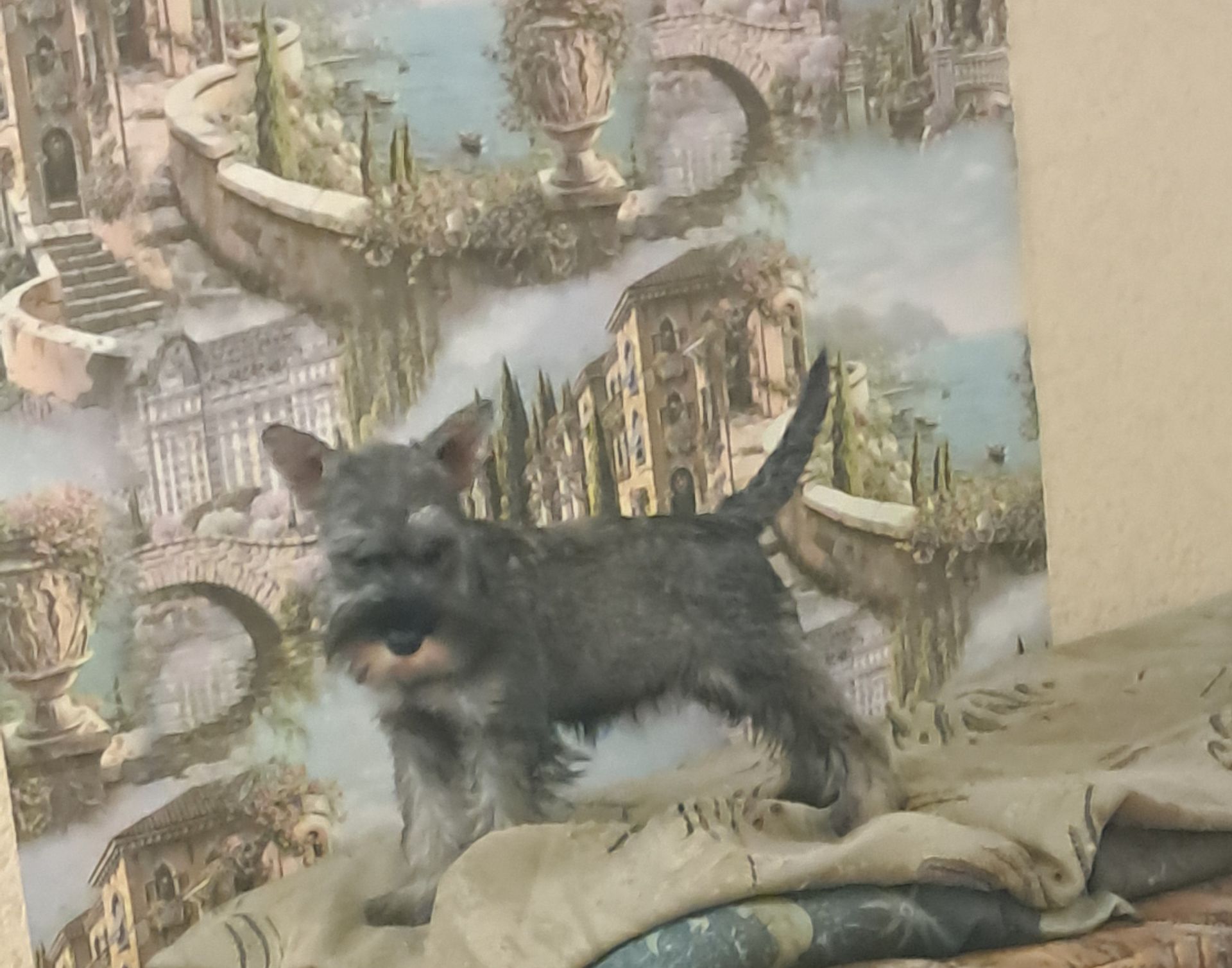 Цуценята цвергшнауцера