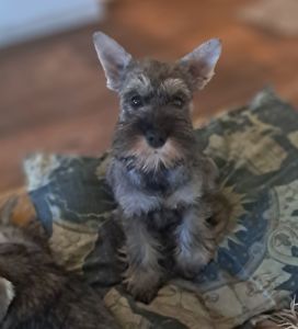 Цуценята цвергшнауцера