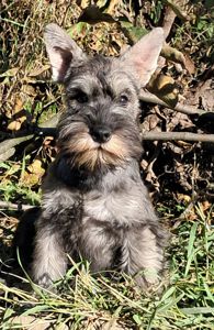 Цуценята цвергшнауцера