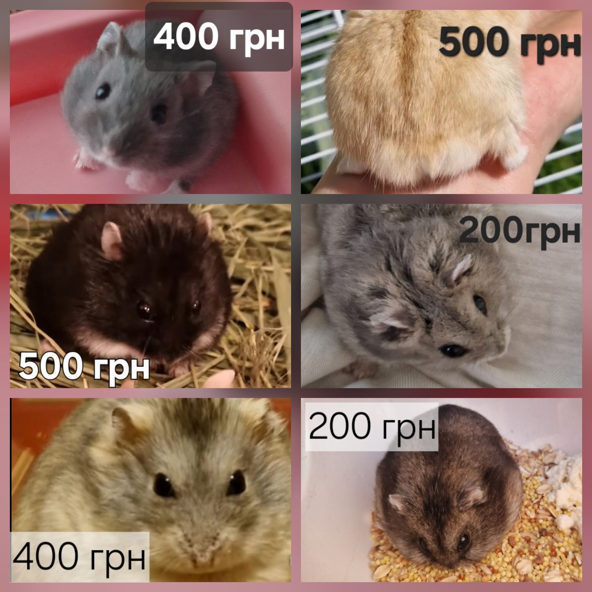 Обирай Розкішного Хома по відео