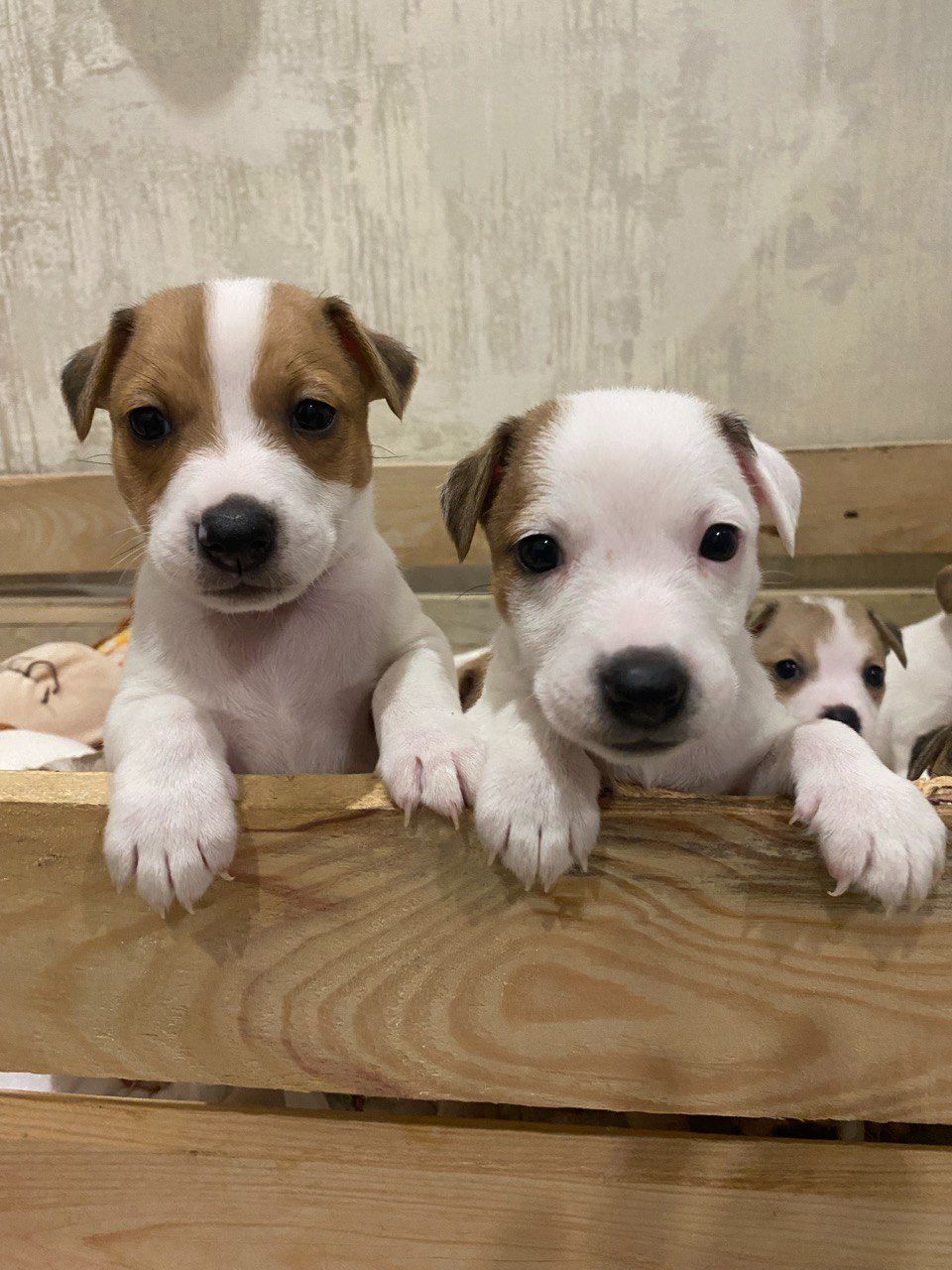 Цуценята Джек рассел тер'єр