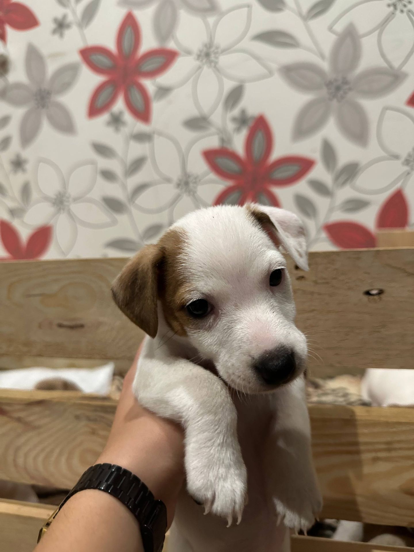 Цуценята Джек рассел тер'єр