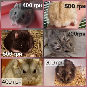 Обирай Розкішного Хома по відео