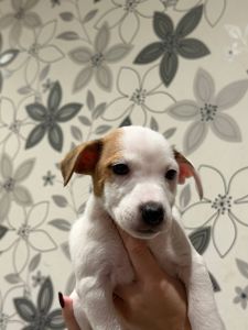 Цуценята Джек рассел тер'єр