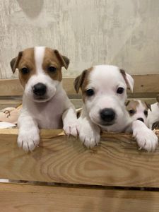 Цуценята Джек рассел тер'єр