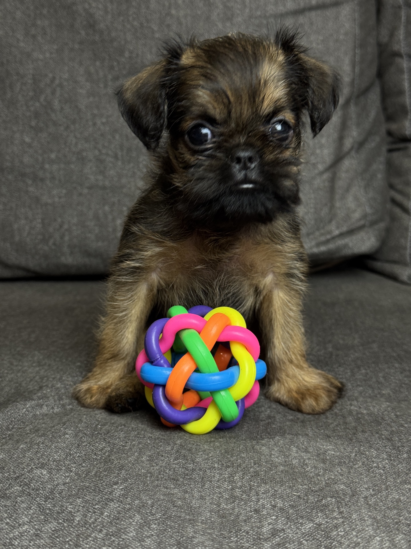 Щенки брюссельского гриффона