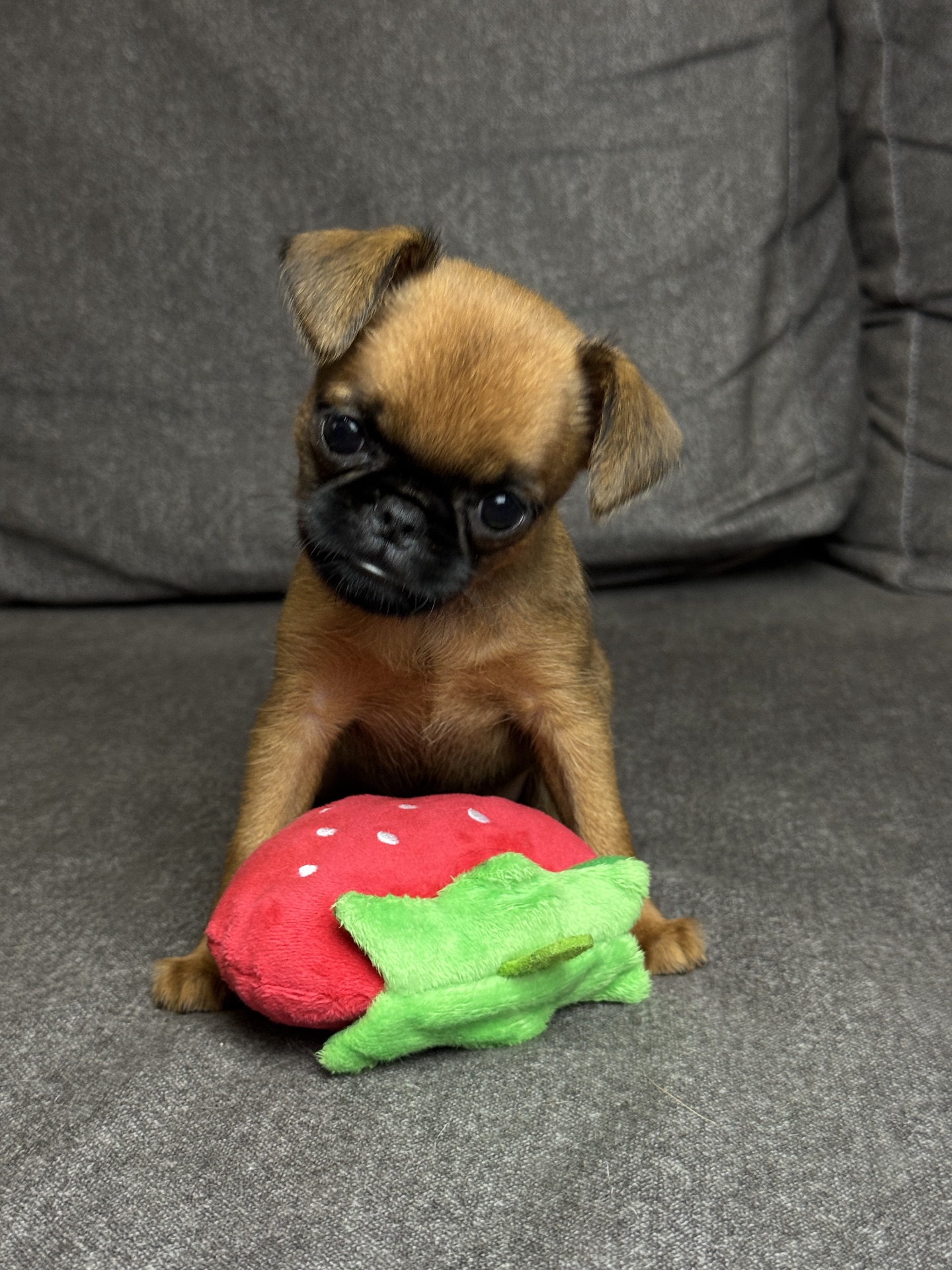 Щенки брюссельского гриффона