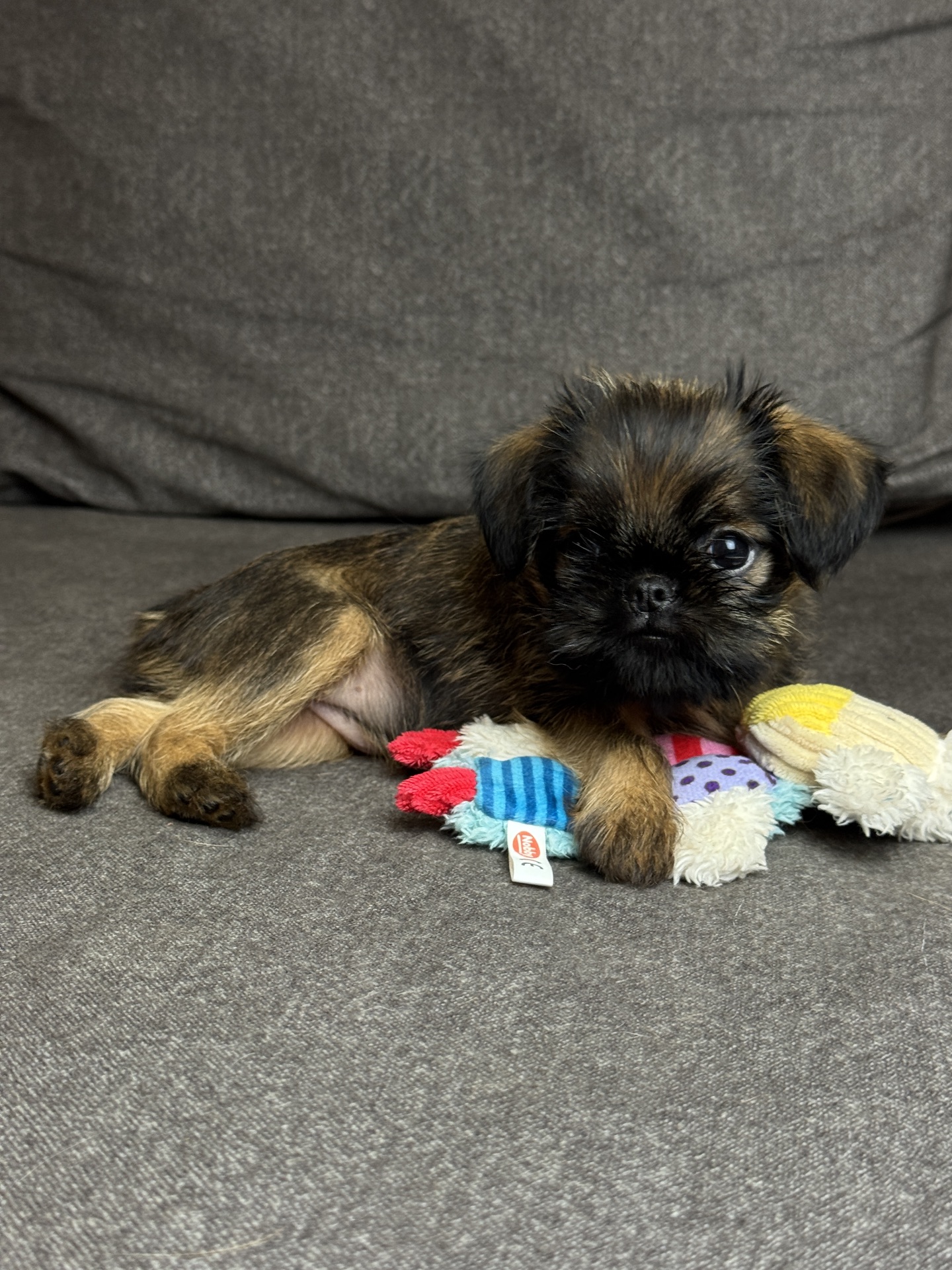 Щенки брюссельского гриффона