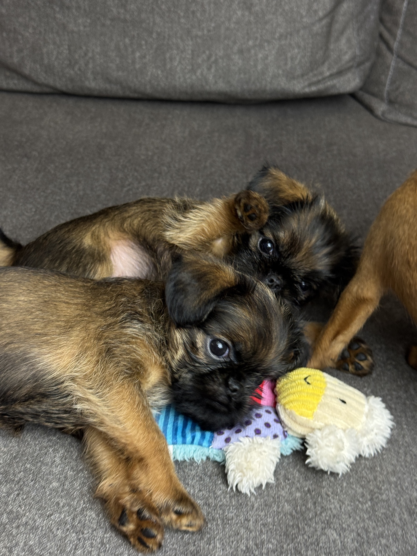 Щенки брюссельского гриффона