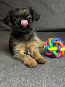 Щенки брюссельского гриффона