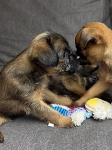 Щенки брюссельского гриффона