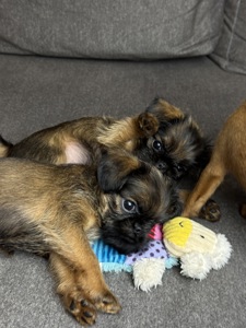 Щенки брюссельского гриффона