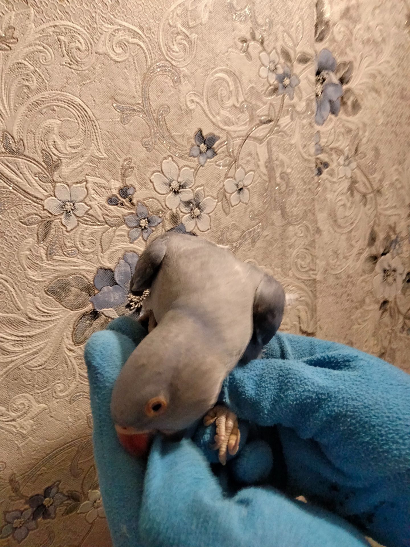 Ожереловый попугай, виолет