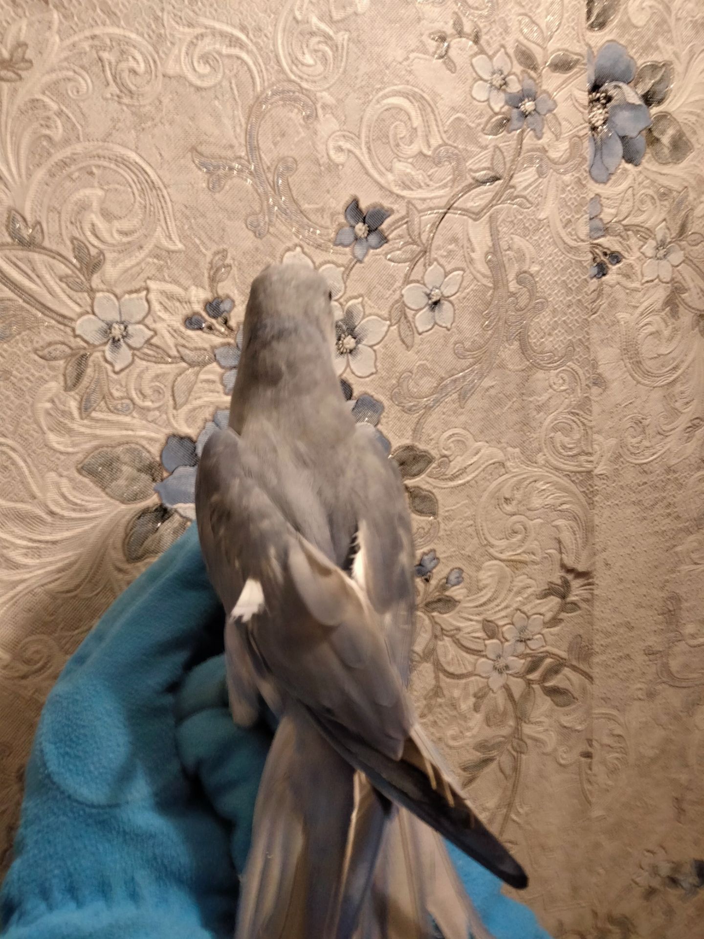 Ожереловый попугай, виолет