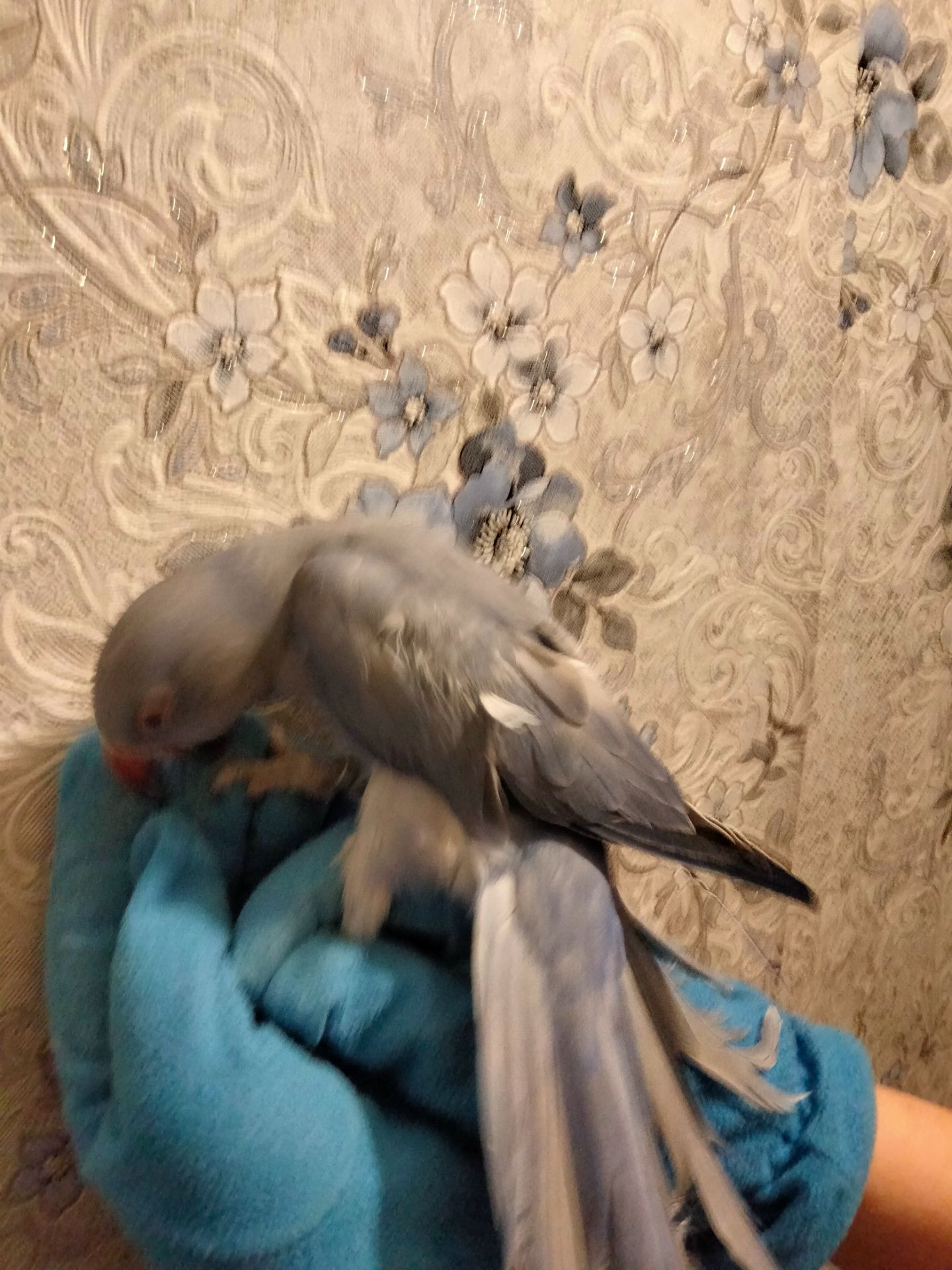 Ожереловый попугай, виолет