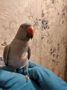 Ожереловый попугай, виолет