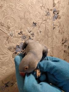 Ожереловый попугай, виолет