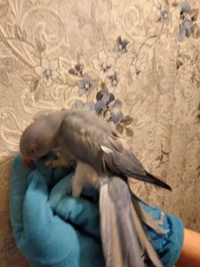 Ожереловый попугай, виолет