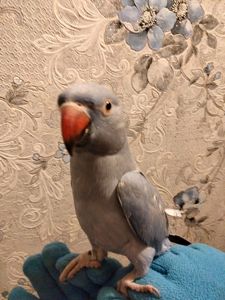 Ожереловый попугай, виолет