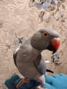 Ожереловый попугай, виолет