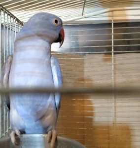 Ожереловый попугай, виолет