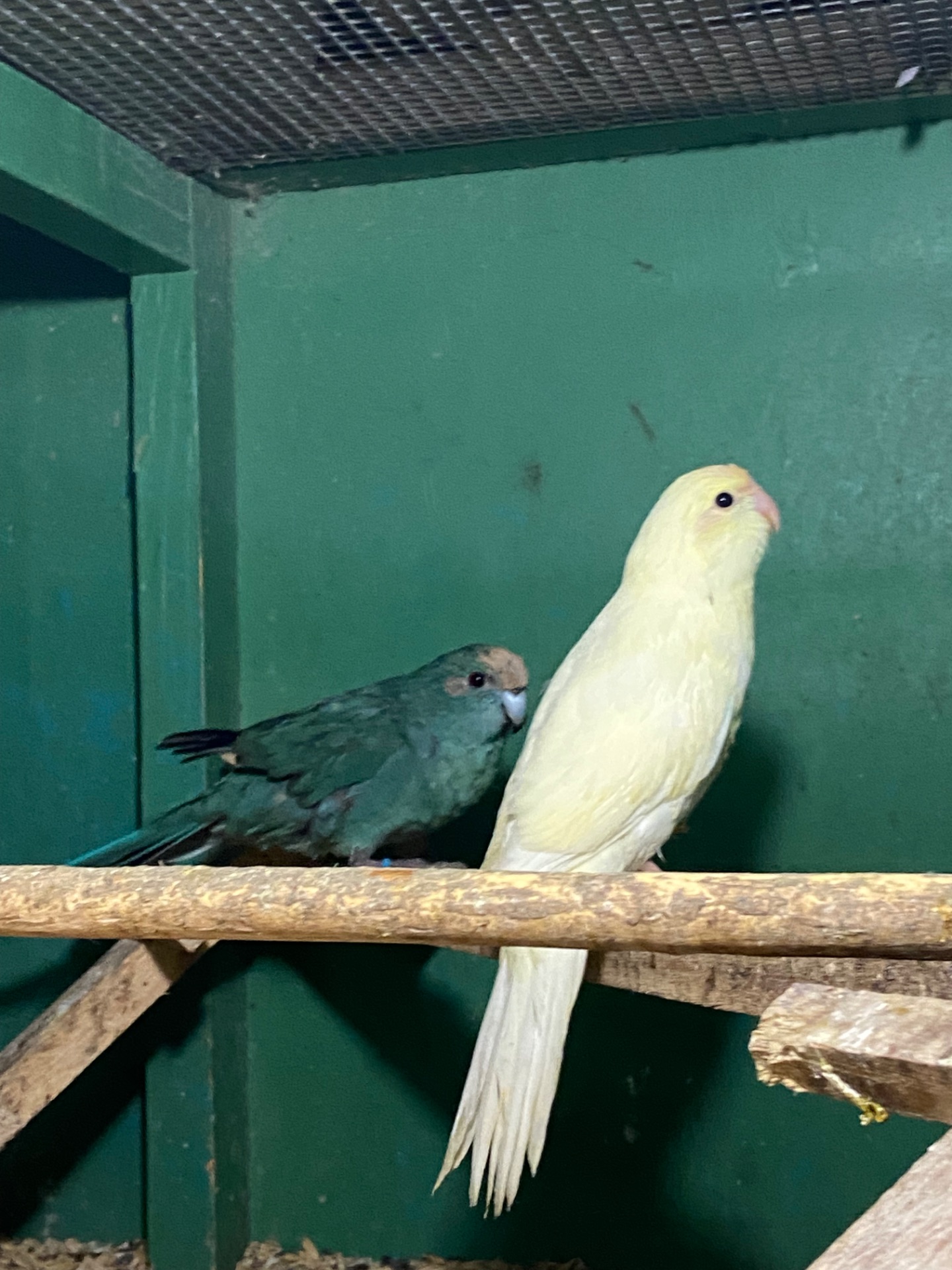 Картки креміно