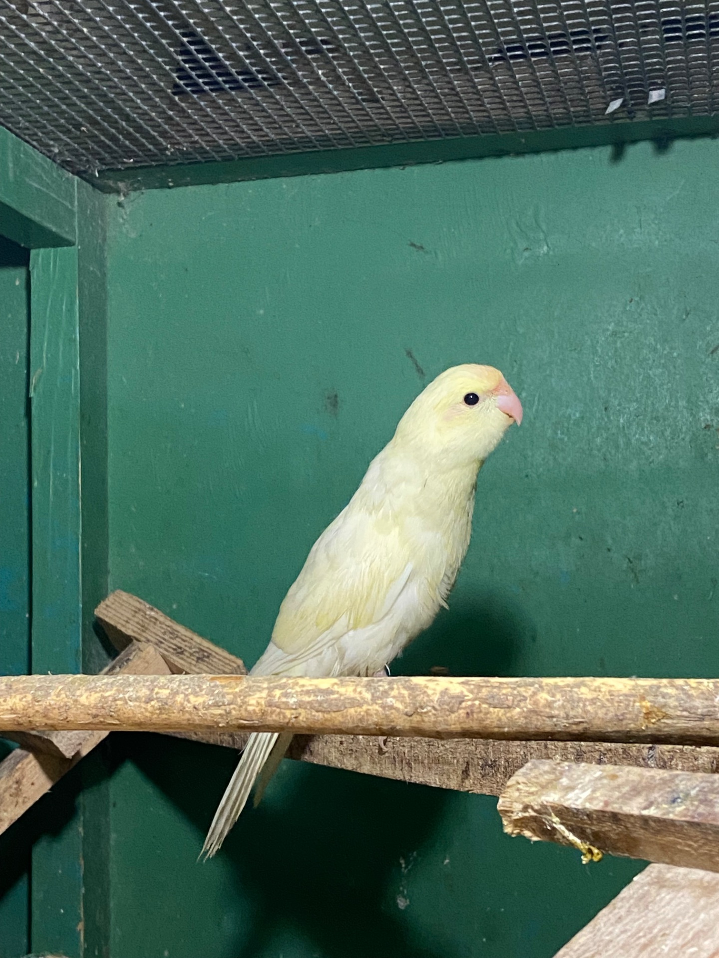 Картки креміно