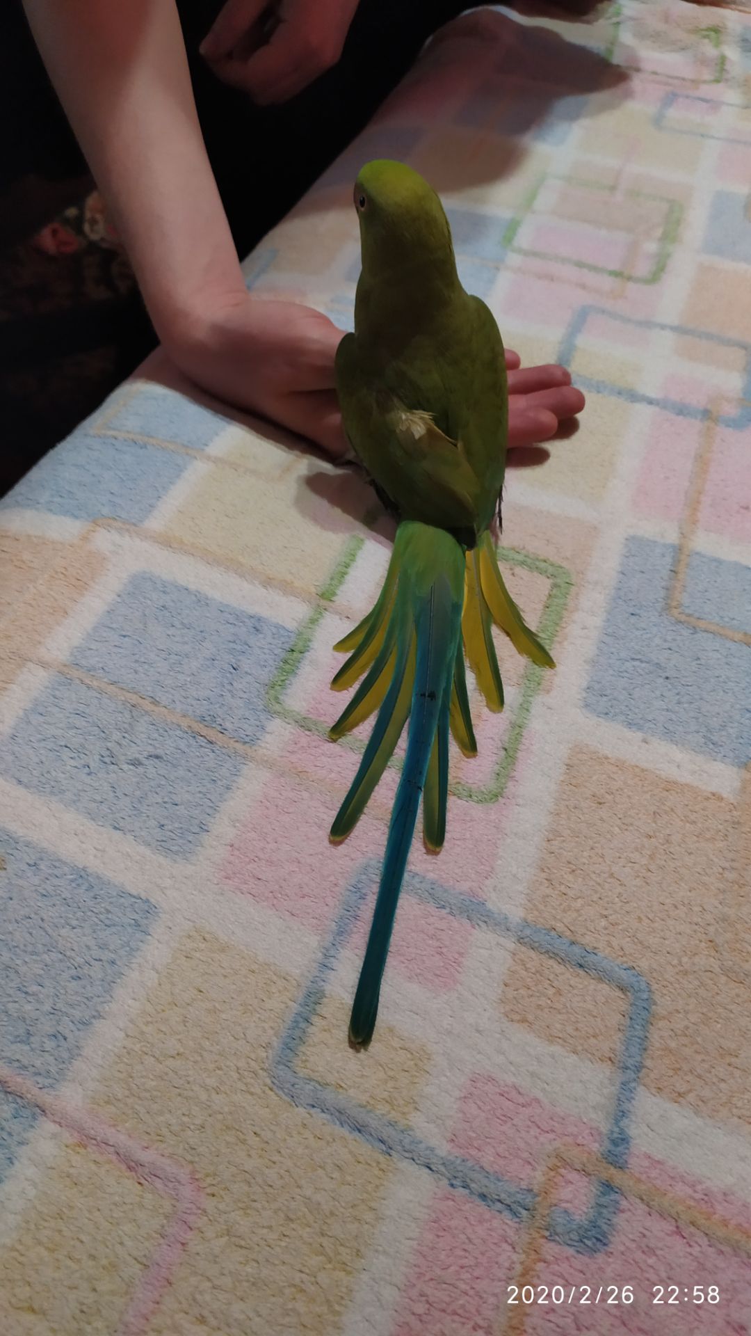 Ожереловый попугай