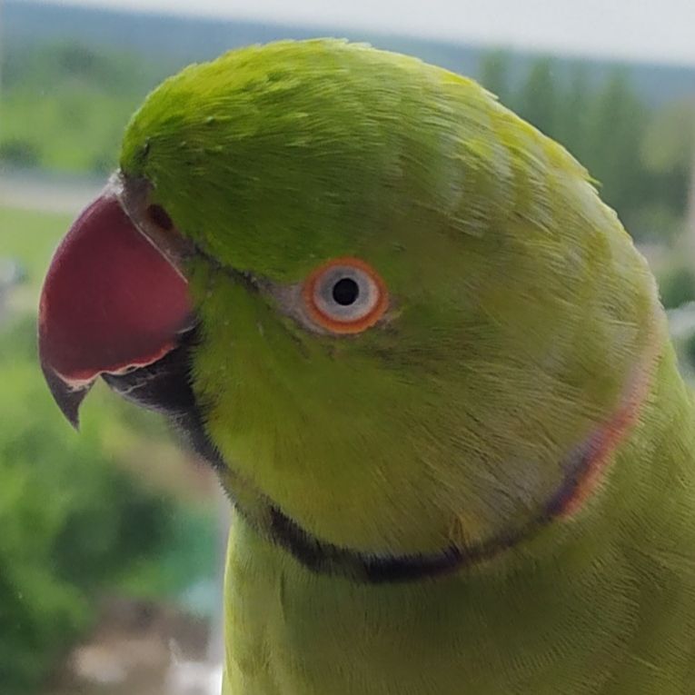 Ожереловый попугай