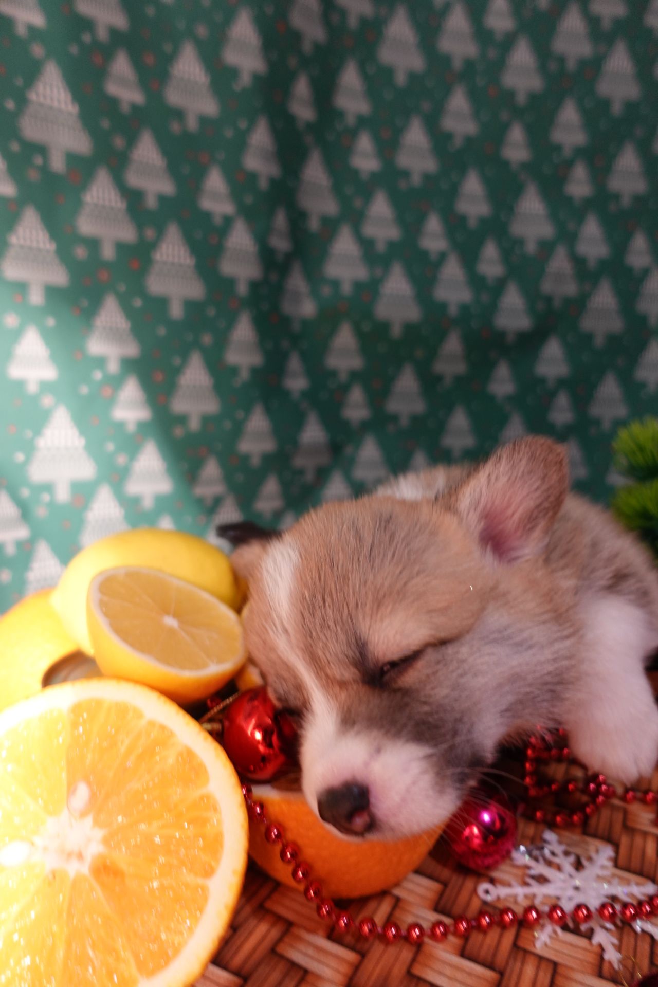 Цуценя вельш коргі дівчинка