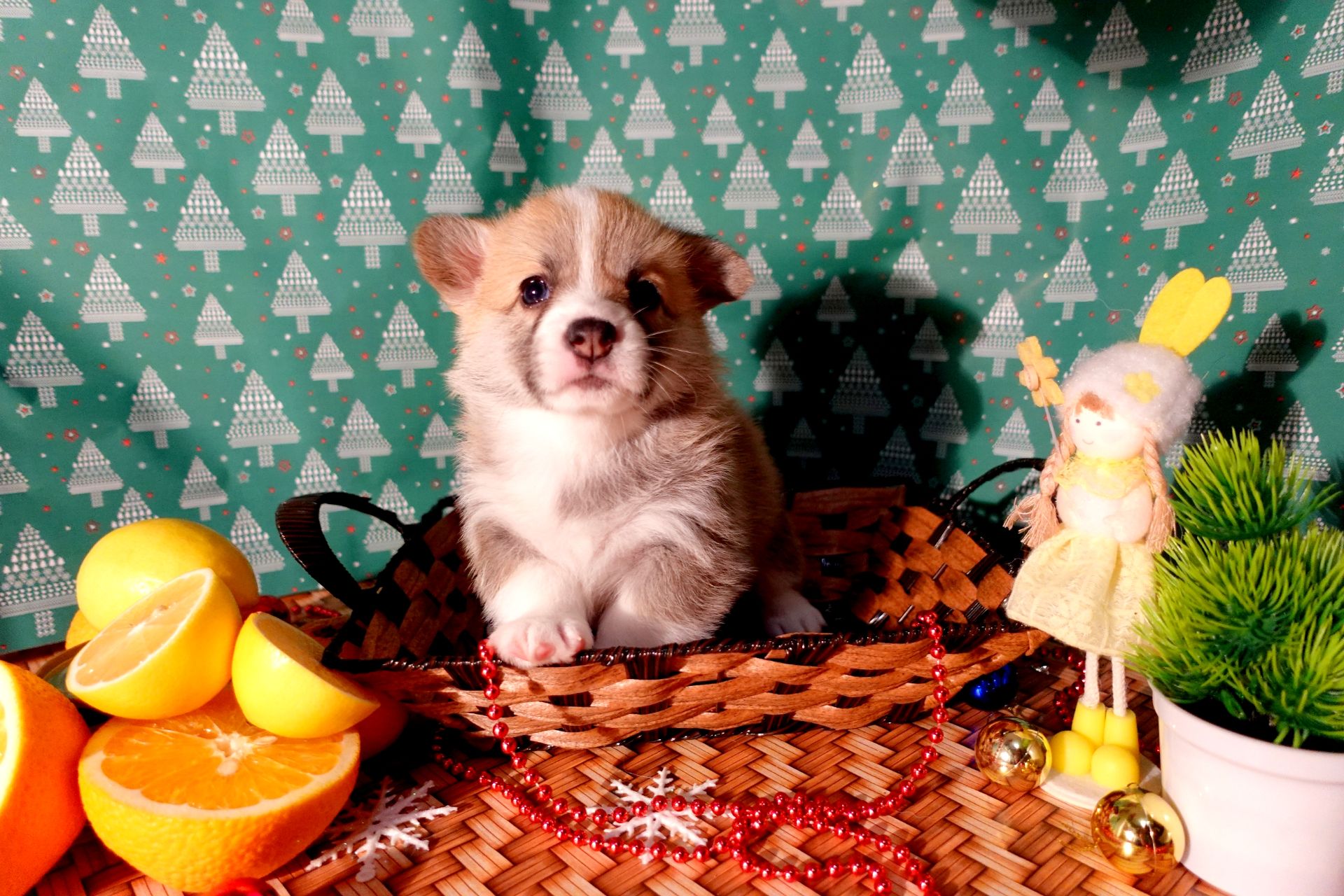 Цуценя вельш коргі дівчинка